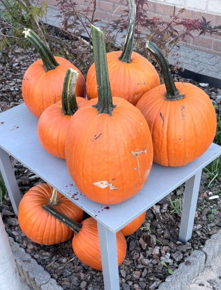 Hallowen pompoen, Ophalen, Overige soorten, Volle zon