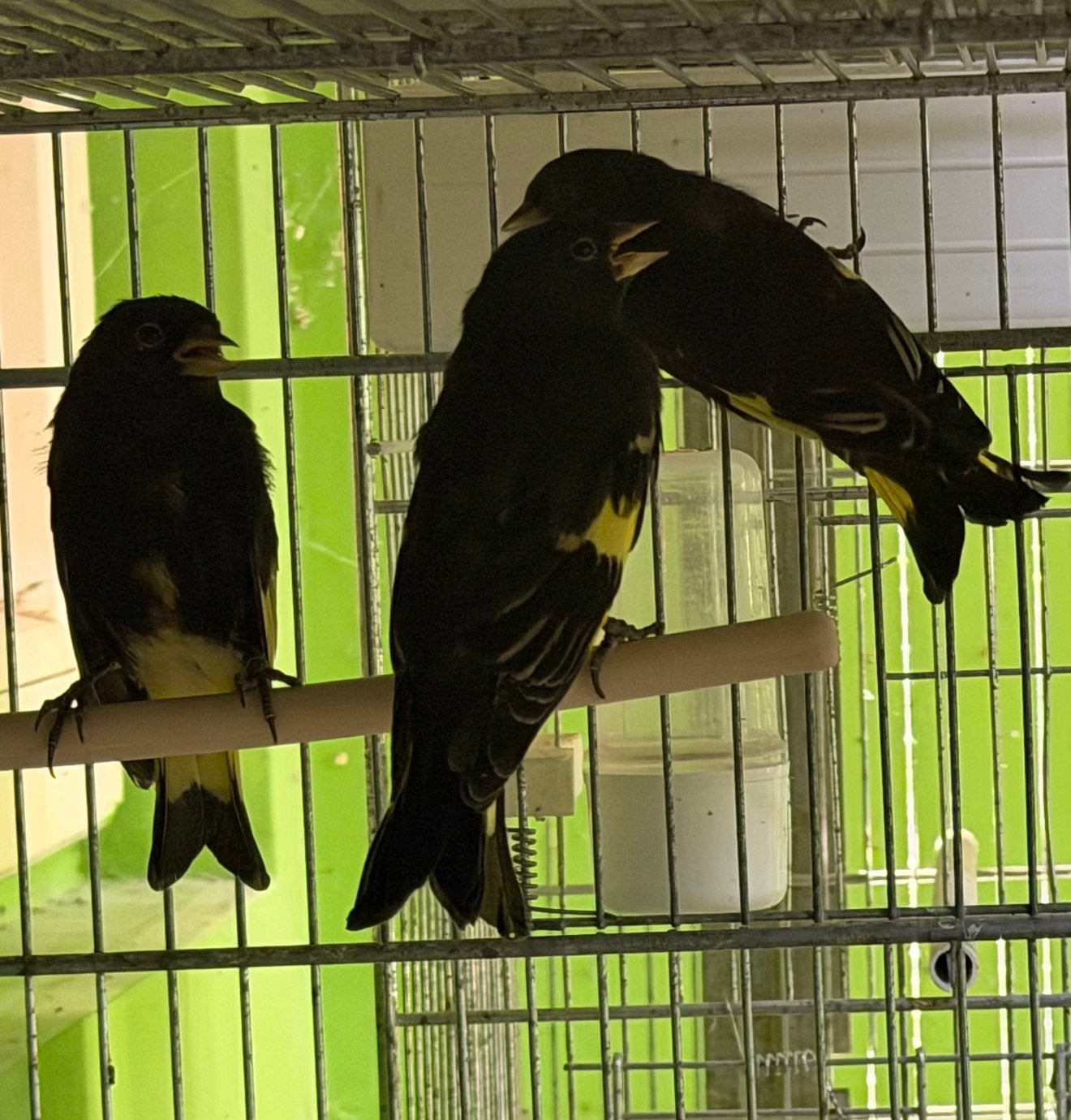Zwarte sijzen 2026, Meerdere dieren, Wildzangvogel, Geringd