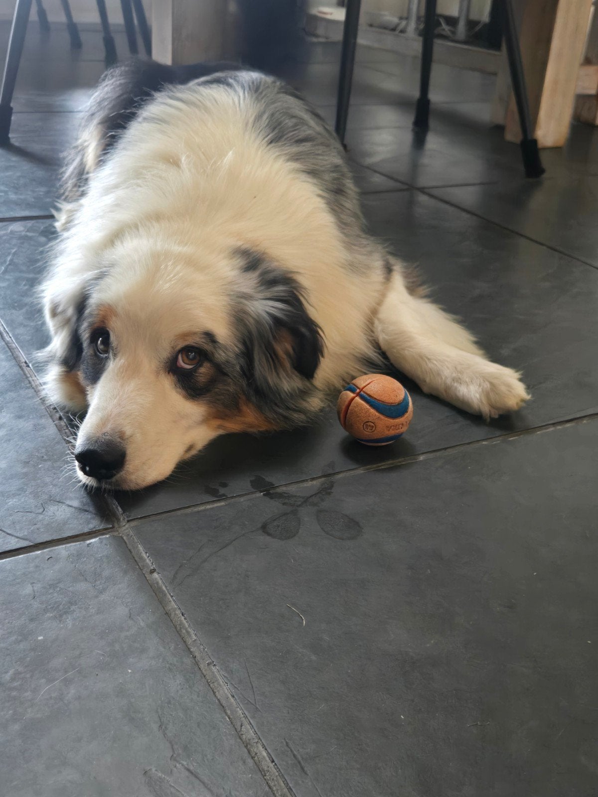 Gezocht: (Oud) Duitse Herder x Golden Retriever, Golden retriever, Reu, 8 tot 15 weken, Eén hond