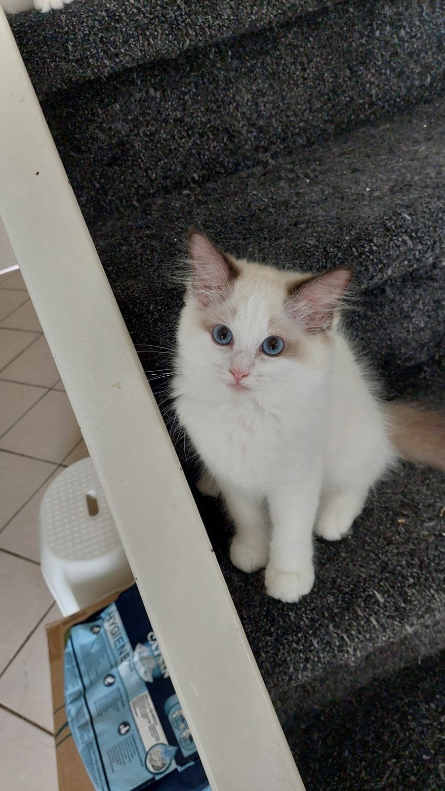 ragdoll meisje met stamboom, Dieren en Toebehoren, Katten en Kittens | Raskatten | Langhaar, Poes, Met stamboom, 0 tot 2 jaar
