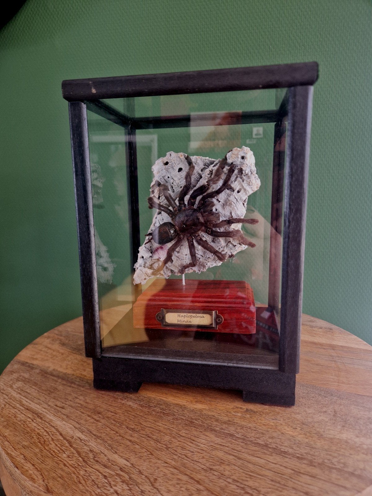 Opgezette vogelspin (Haplopelma Minax) in vitrine, Ophalen, Zo goed als nieuw, Insect, Opgezet dier