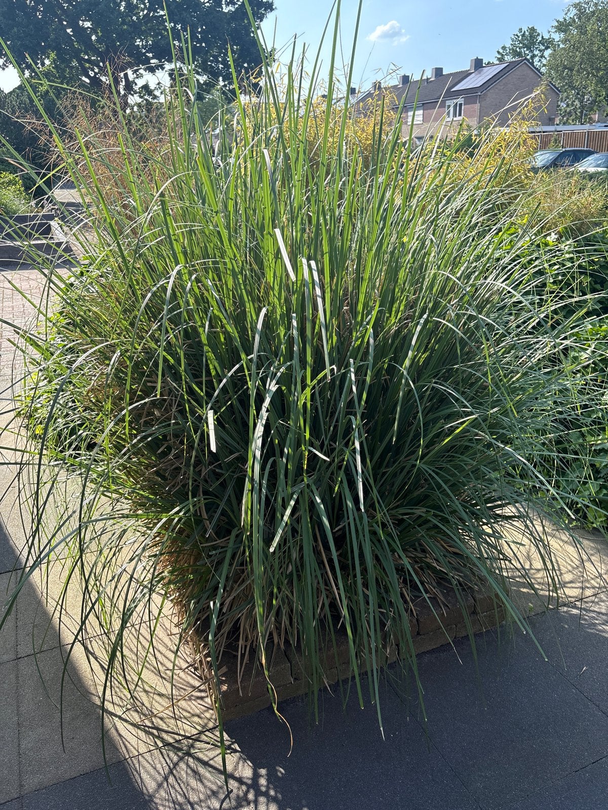 Plant met bamboe, Ophalen, Volle zon, Vaste plant, Siergrassen