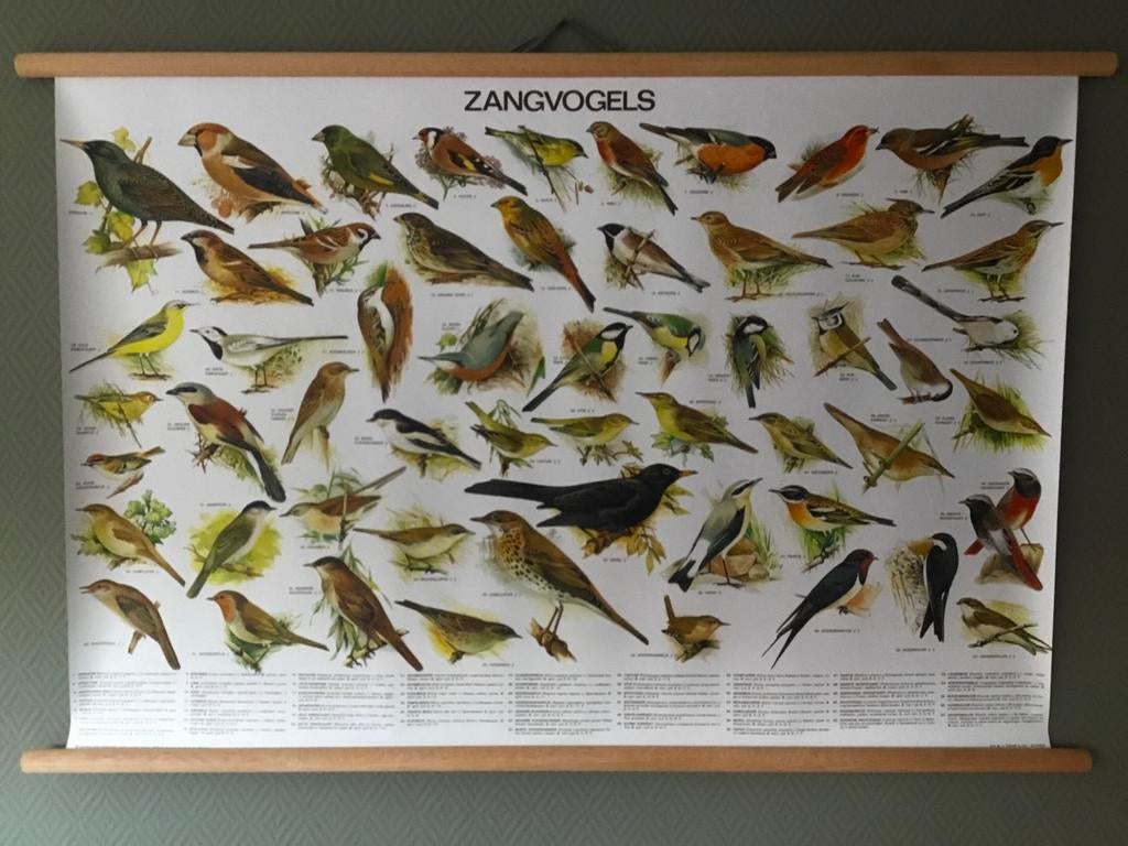 Diverse schoolplaat poster met vogels en zoogdieren., Ophalen of Verzenden, Natuur en Biologie