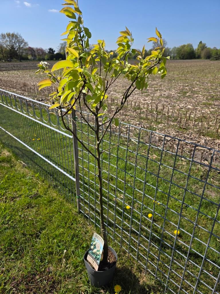 Perenboom Doyenne - 140cm hoog met dikke stam, Tuin en Terras, Lente, Volle zon, Ophalen of Verzenden, 100 tot 250 cm