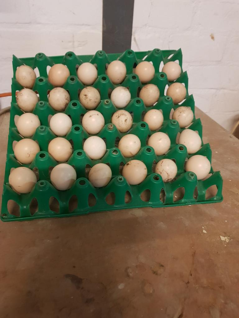Te koop Goud fazanten & pauwen & kippen eieren., Ophalen of Verzenden, Overige typen