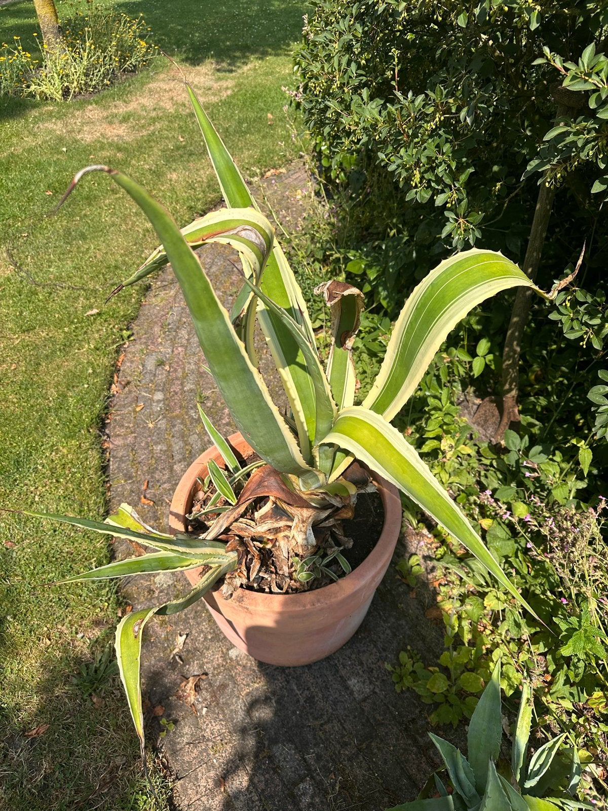 Grote Agave plant met terracotta pot, Volle zon, Vaste plant, Bloeit niet, Ophalen