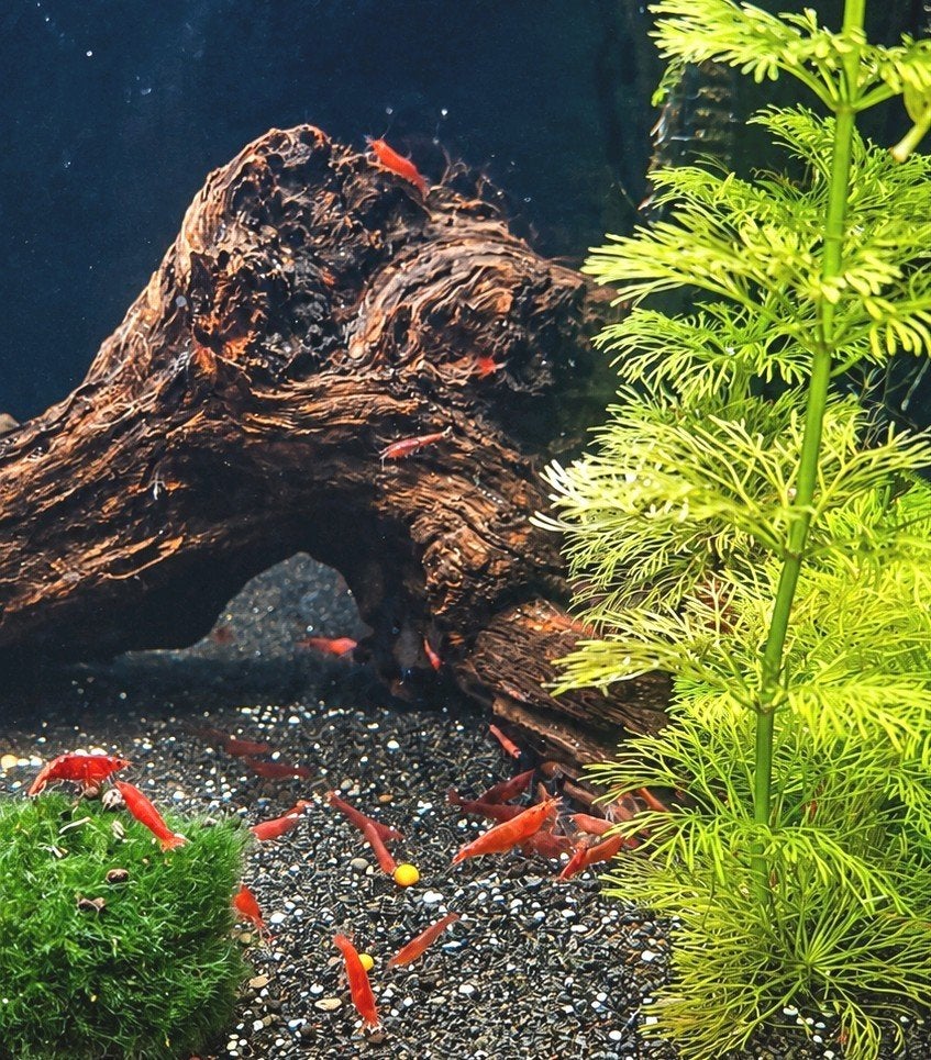 Red cherry garnalen, Kreeft, Krab of Garnaal