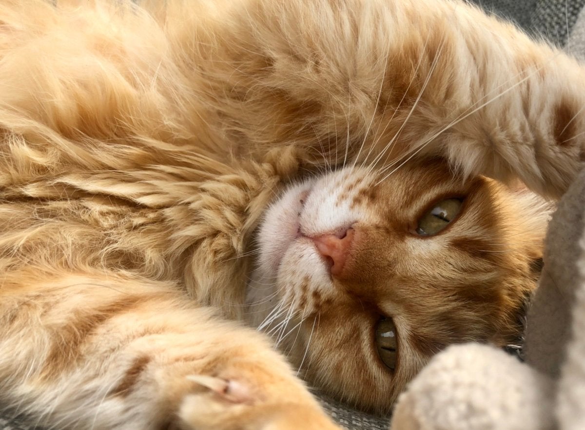 Super lieve knuffelpoes gratis af te halen, Poes