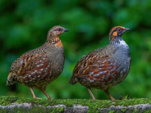 Heuvelpatrijs Arobophila Torqeuola, Meerdere dieren, Geringd