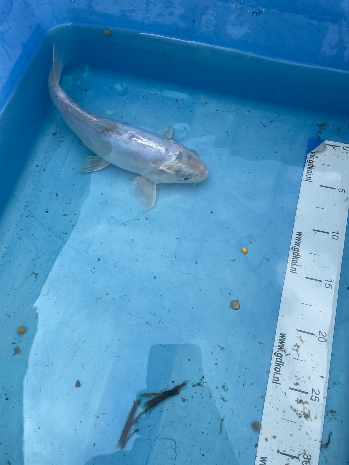 Te koop koi ruim 20 cm, Karper of Koi