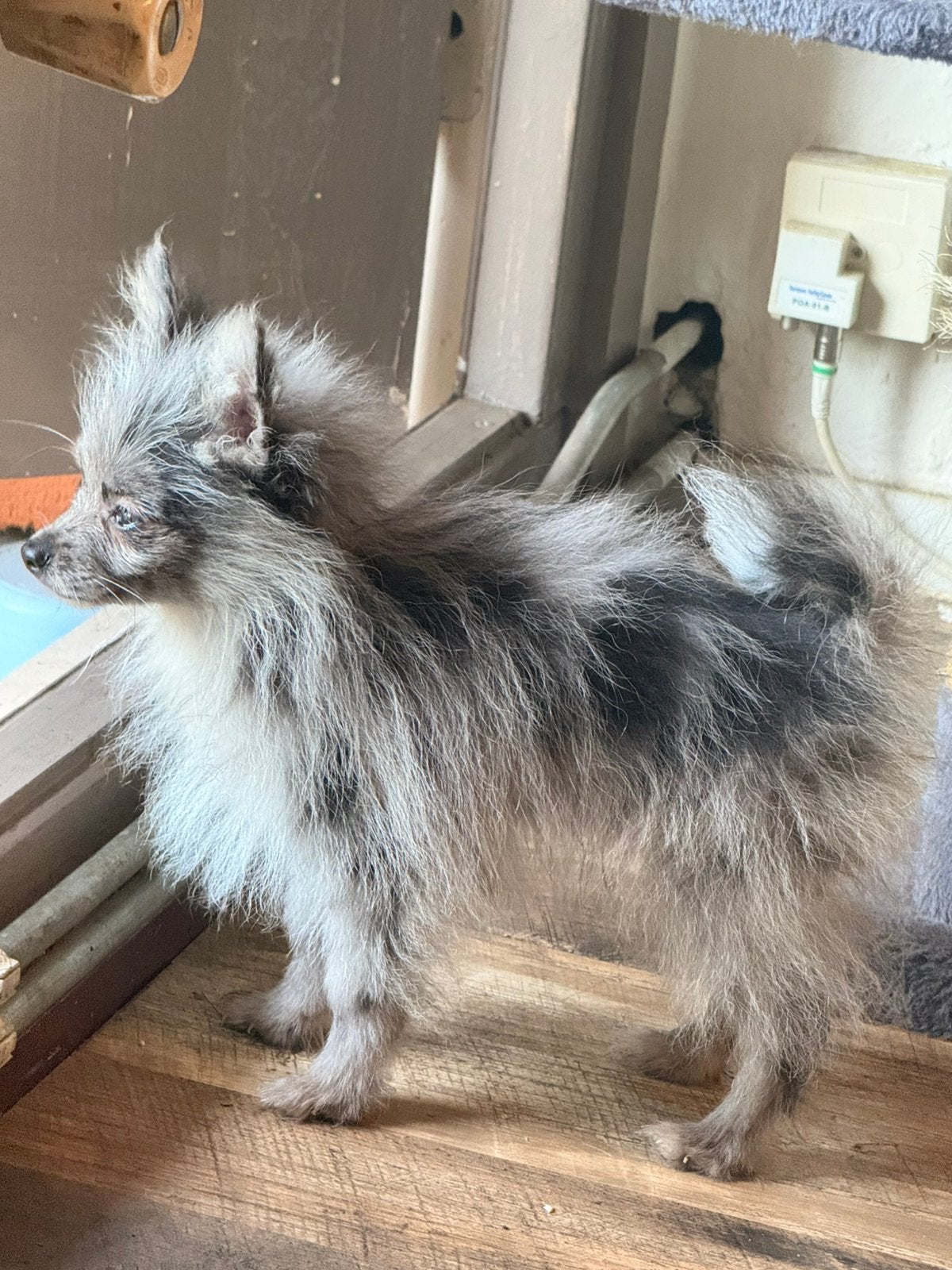 Pomeriaan pups, Particulier, 15 weken tot 1 jaar, Buitenland, Parvo