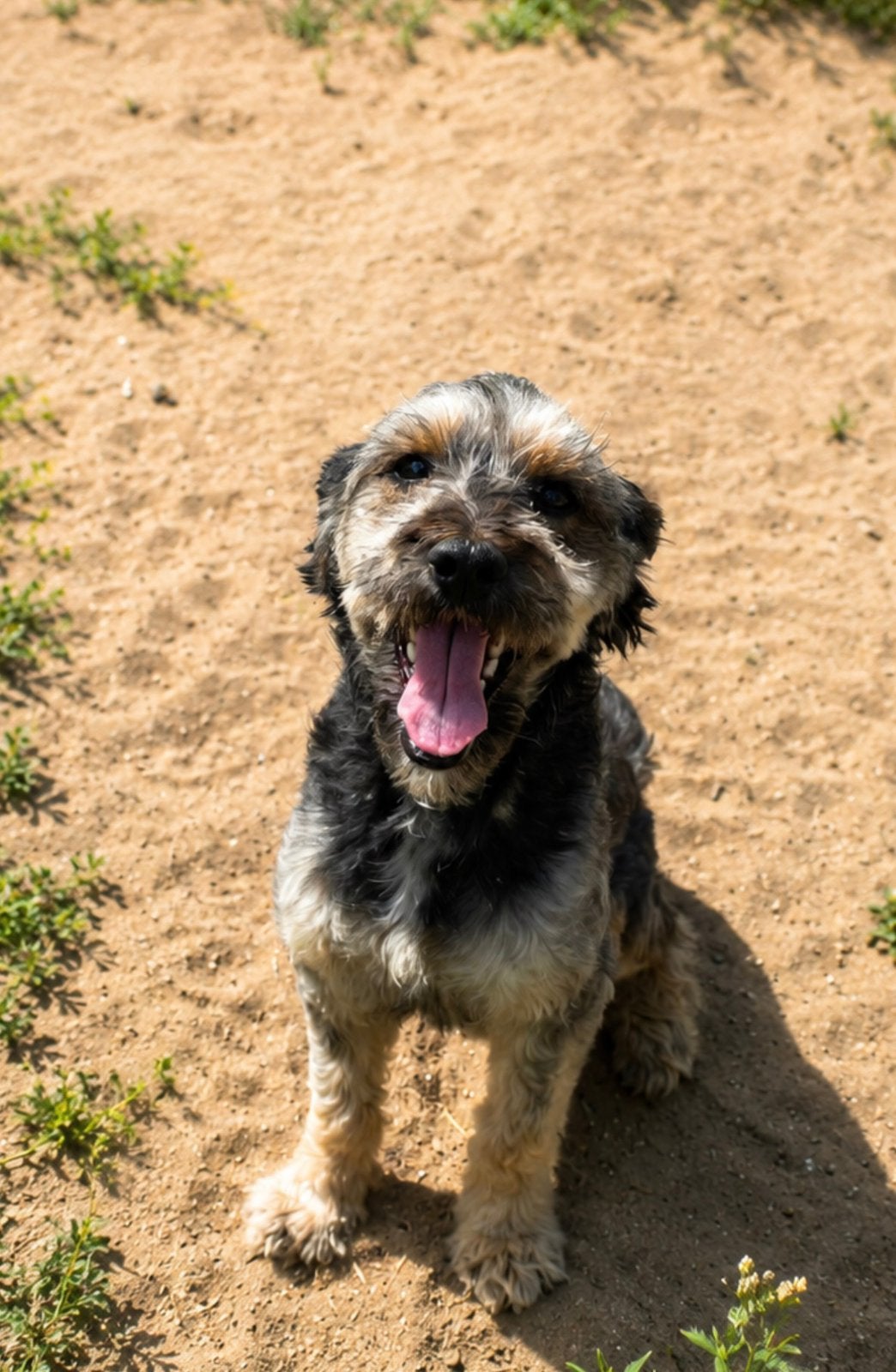 SKY Doodle 2,5 jaar teefje labradoodle mini, Dieren en Toebehoren, Honden | Chihuahua's en Gezelschapshonden, Parvo, Overige rassen