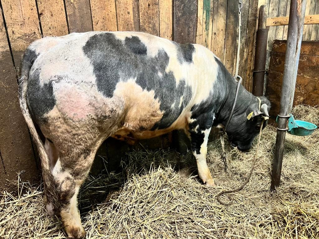 Luxe bb stier, Dieren en Toebehoren, Runderen, Mannelijk, 0 tot 2 jaar
