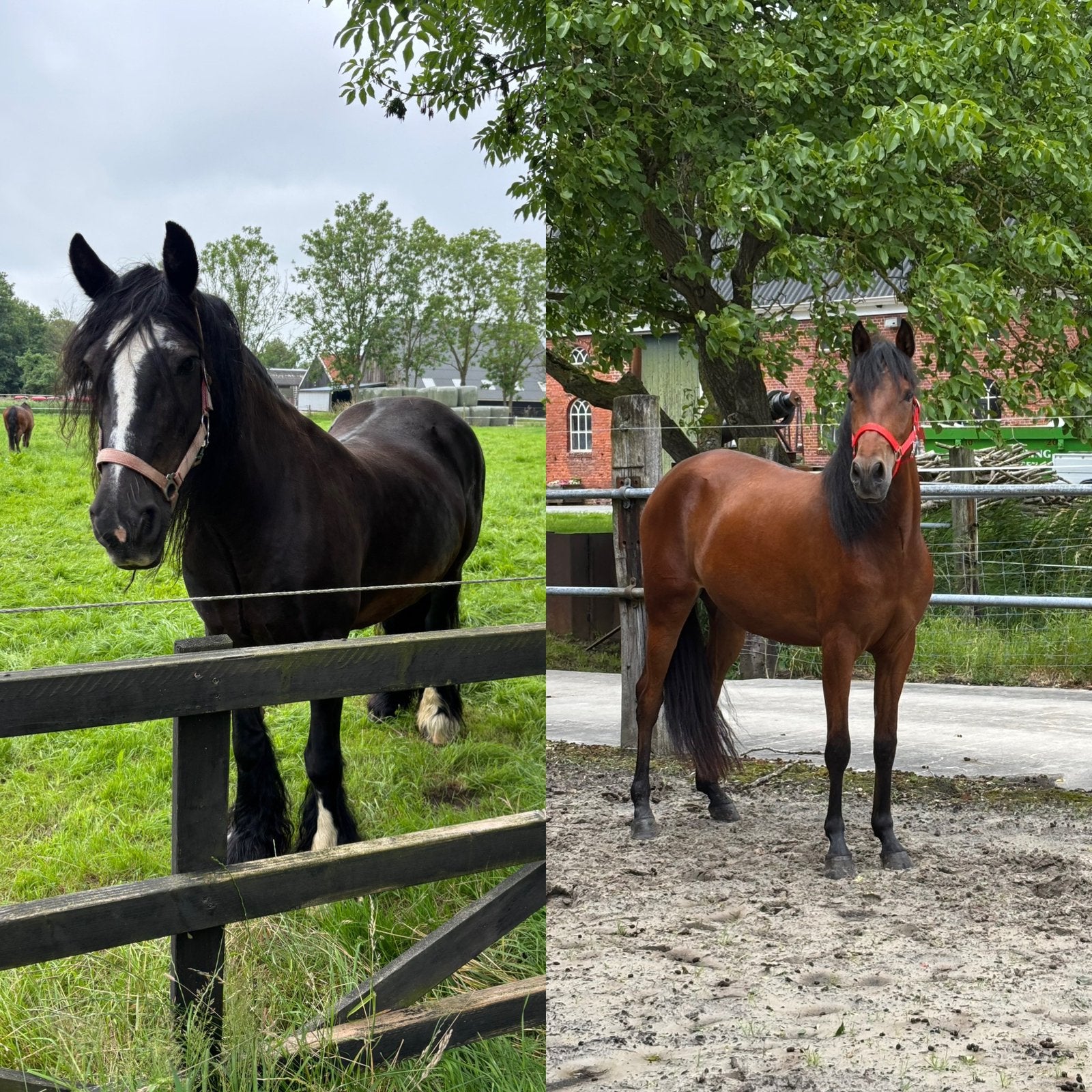 Tinker merrie en 3 jarige merrie te koop, Dieren en Toebehoren, Merrie, Minder dan 160 cm, Zadelmak, 3 tot 6 jaar