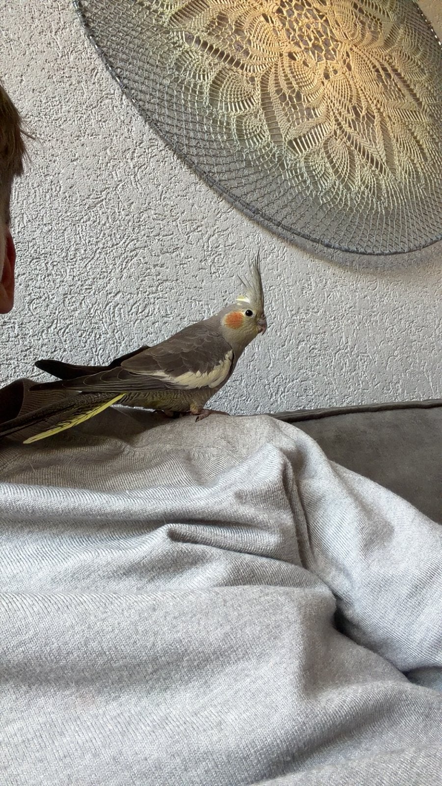 Valkparkiet, Dieren en Toebehoren, Vogels | Duiven, Mannelijk, Overige soorten