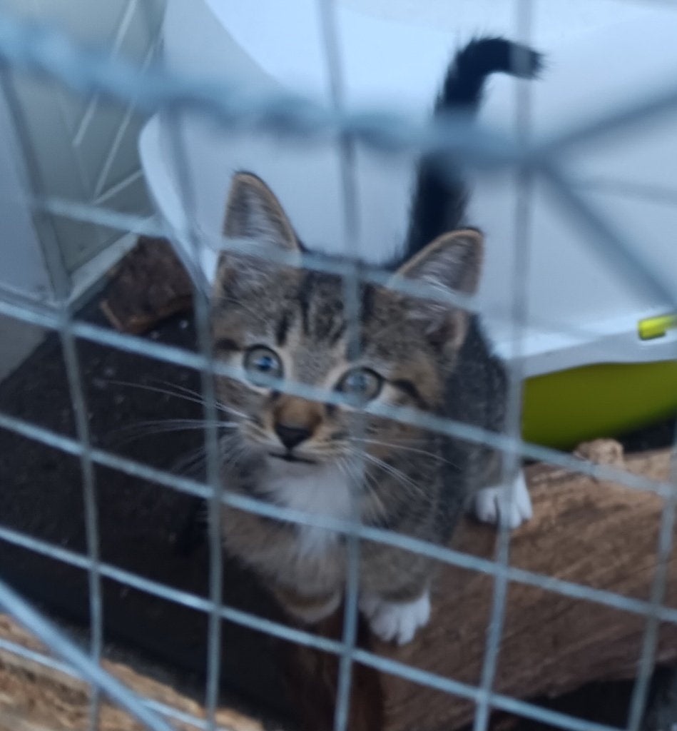 Kitten M 9wkn, Dieren en Toebehoren, Meerdere dieren, Kortharig, 0 tot 2 jaar