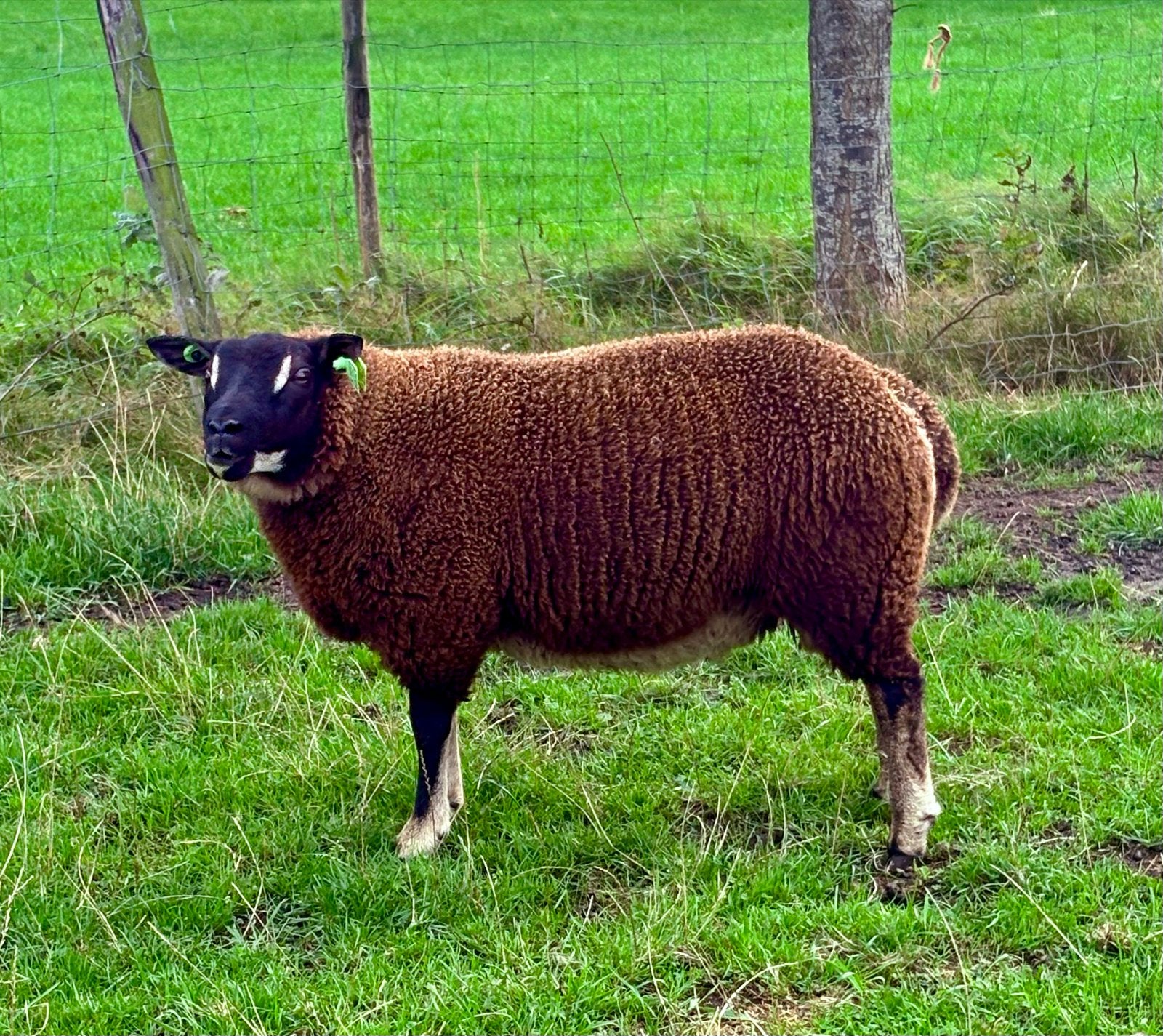 Dassenkop rammen te koop, Mannelijk, Schaap, 0 tot 2 jaar