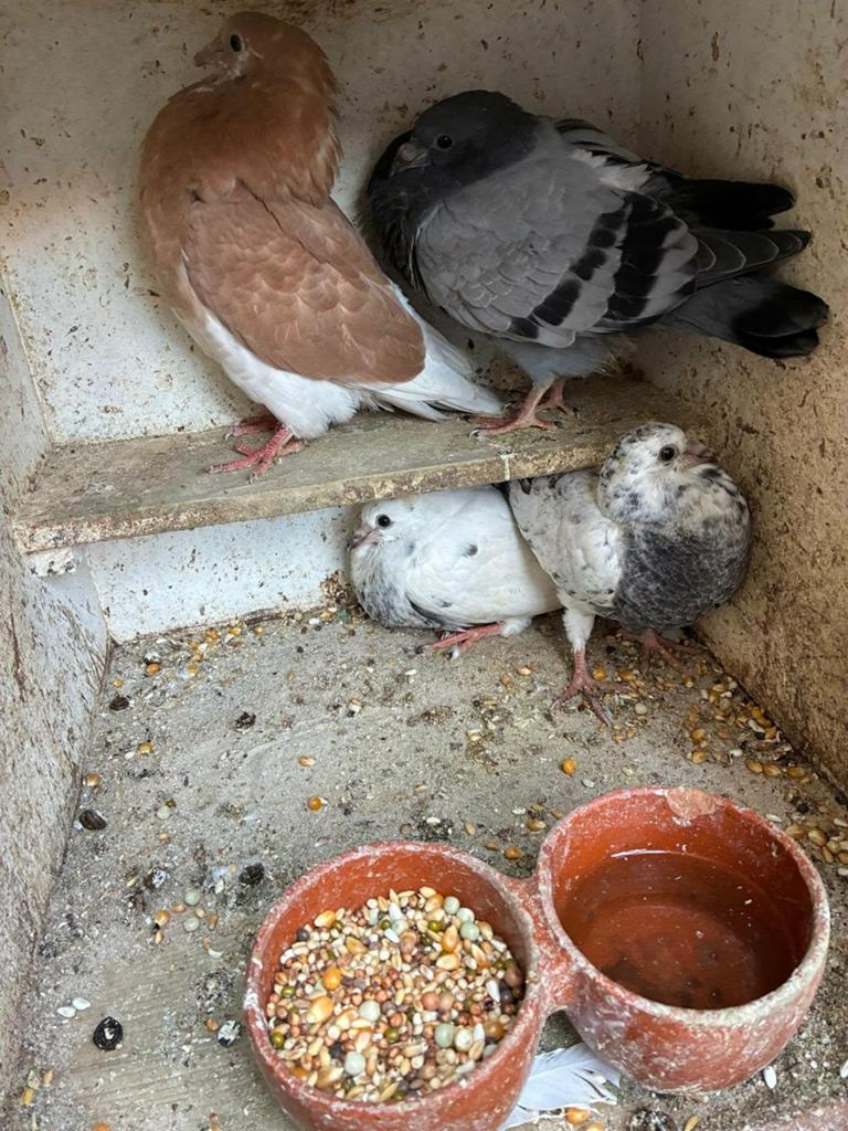 2 Jonge koppels tekoop, 25 euro per koppel., Meerdere dieren, Overige soorten