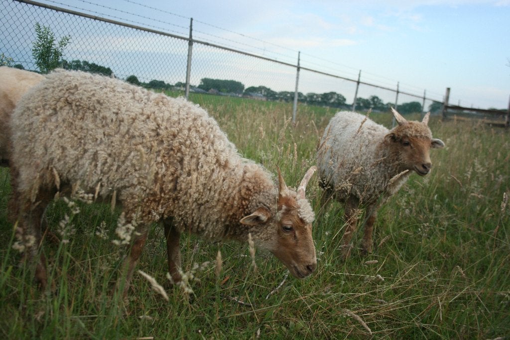 schapen, Dieren en Toebehoren, Mannelijk, Schaap, 0 tot 2 jaar