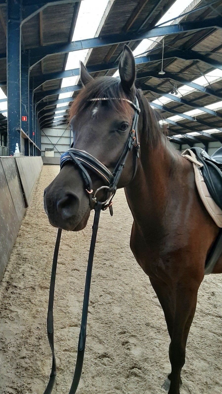 hoofdstel HH maat cob, Hoofdstel, Harry's Horse, Ophalen of Verzenden, Zo goed als nieuw