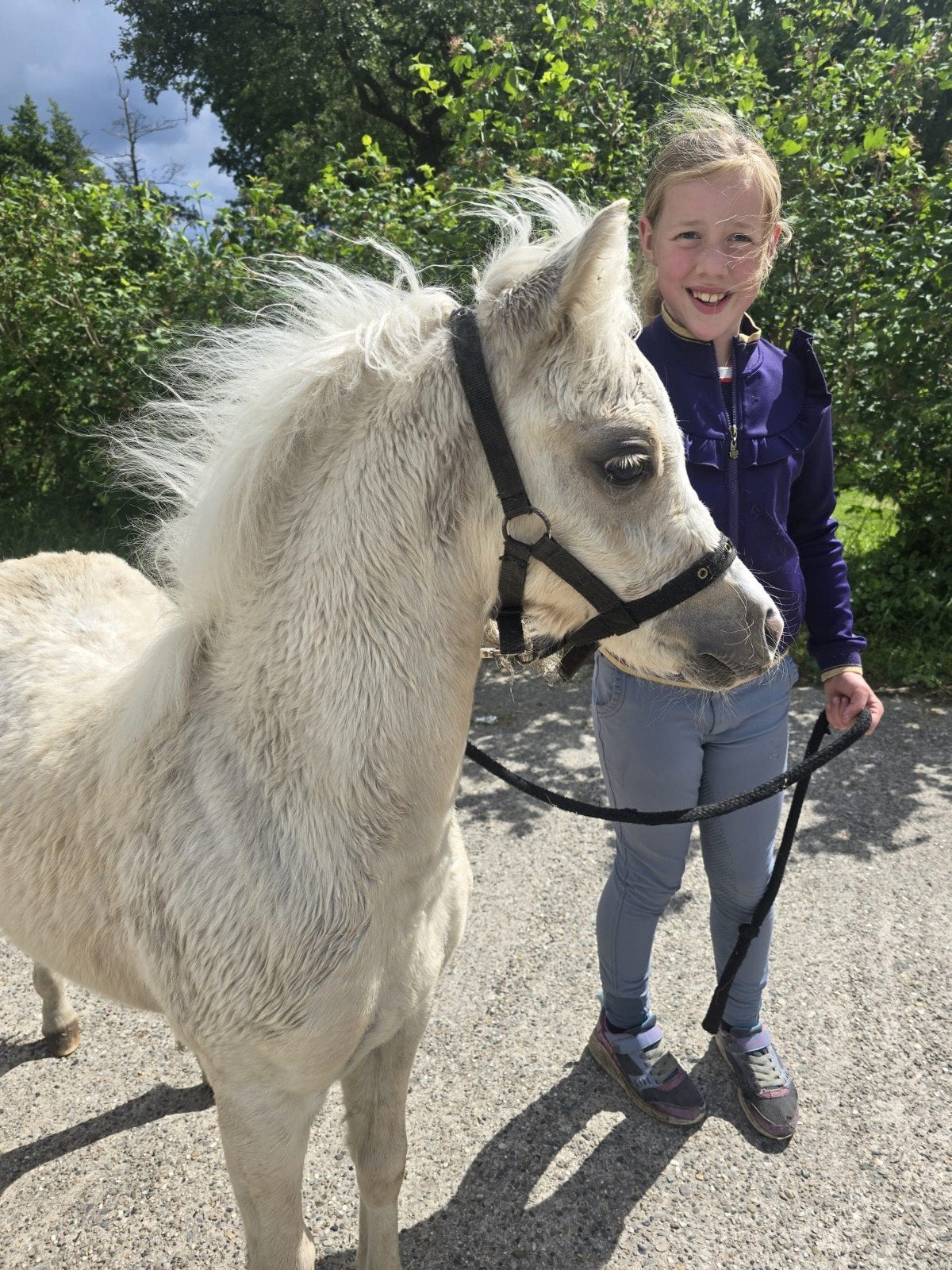 Palomino Welsh merrieveulen/Friese paard en/of hengstveulen, Merrie, C pony (1.27m tot 1.37m), 0 tot 2 jaar