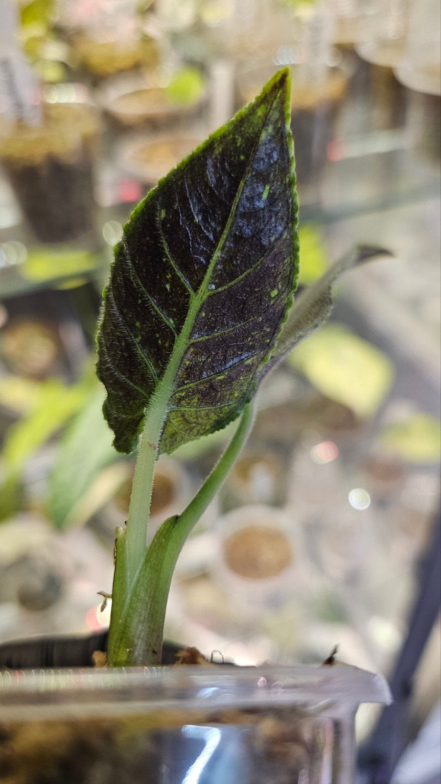 Alocasia Antoro Velvet Variegata, Ophalen of Verzenden, Halfschaduw, Minder dan 100 cm