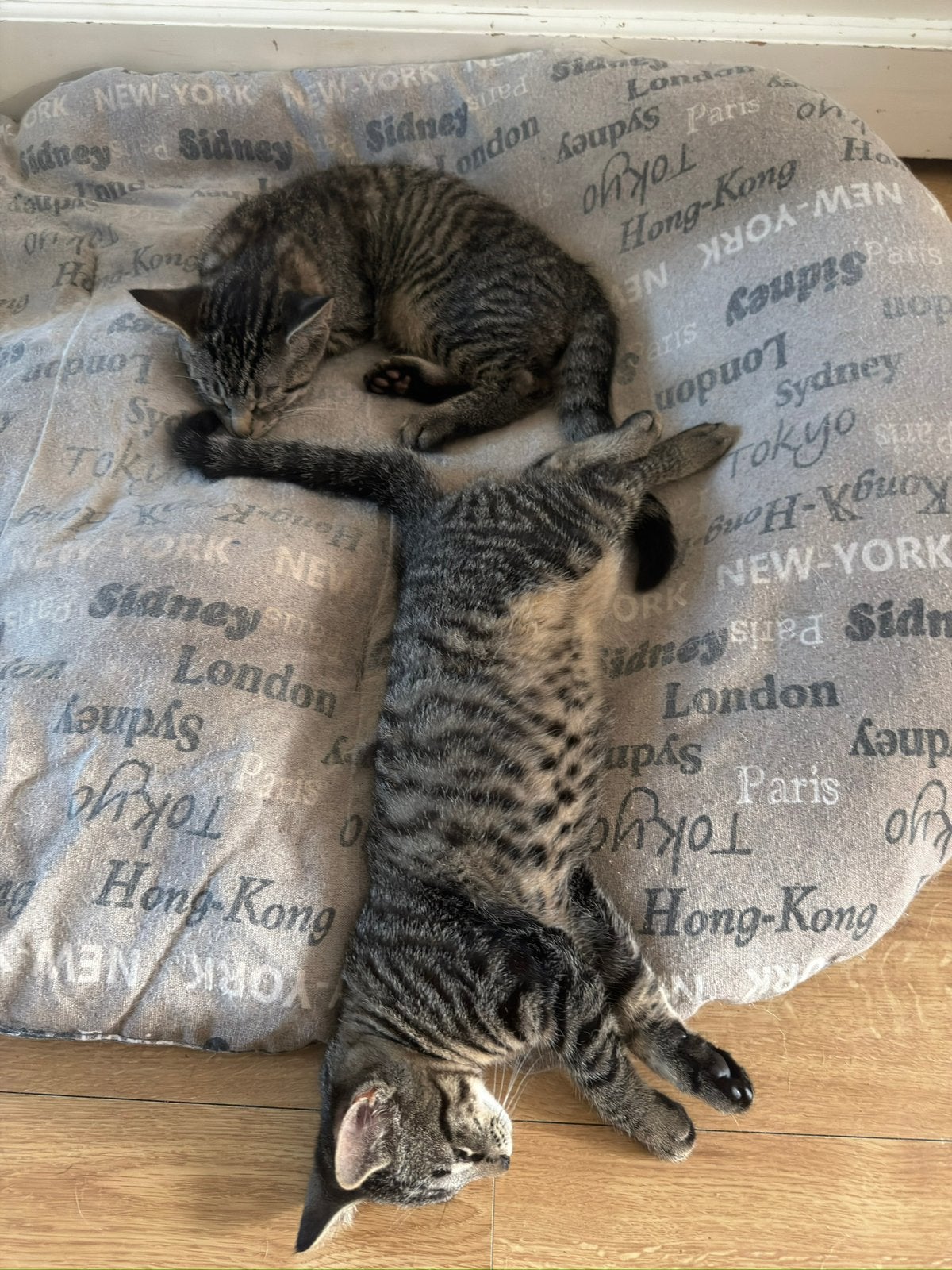 Kittens, Dieren en Toebehoren, Meerdere dieren