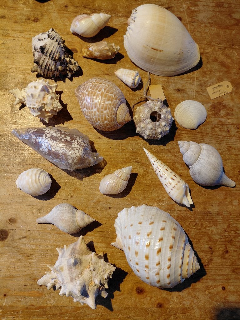 schelpen, Verzamelen, Ophalen, Schelp(en)