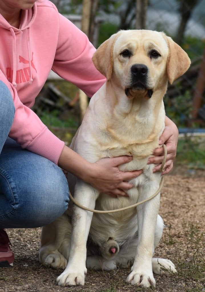 Labrador retriever, Rabiës (hondsdolheid), Reu, 1 tot 2 jaar, Labrador retriever