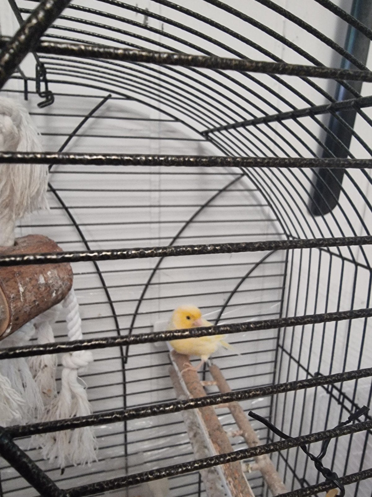 Mooi kanarie, Dieren en Toebehoren, Vogels | Kanaries, Geslacht onbekend, Zangkanarie