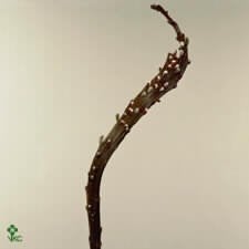 HEESTER Salix udensis 'Sekka' Japan Bandwilg bloemsierkunst, Overige soorten, Volle zon, Vaste plant, Ophalen of Verzenden