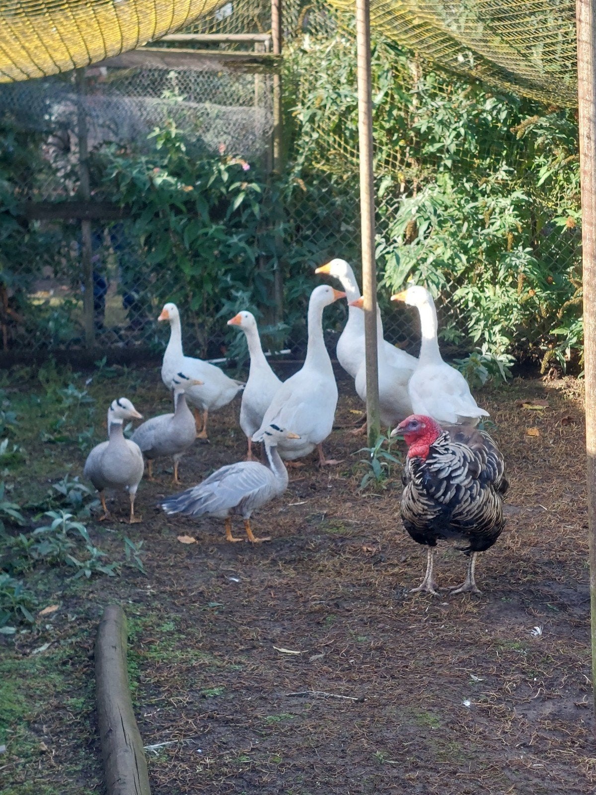 witte ganzen, Meerdere dieren, Gans of Zwaan