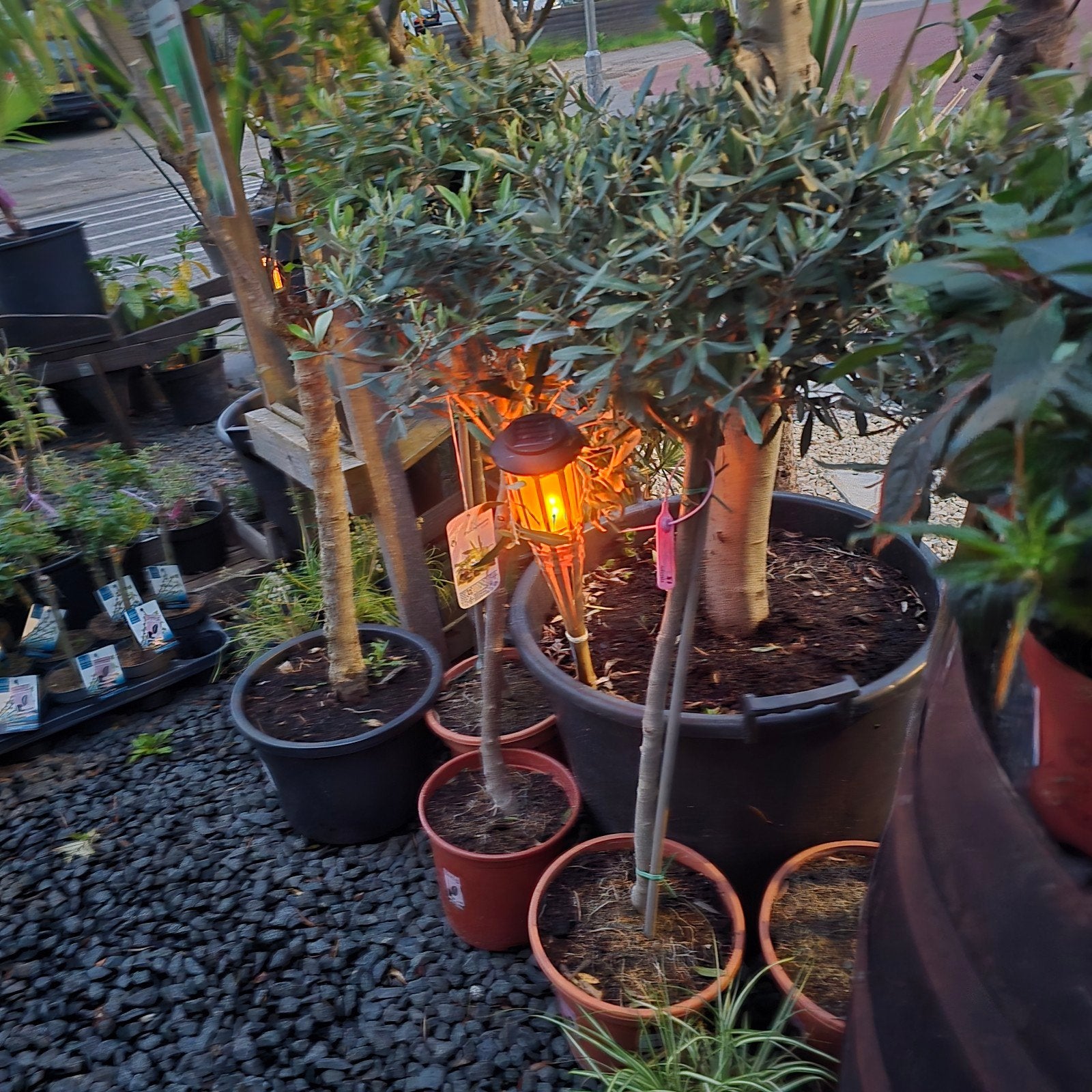 Prachtige Olijfboom - Breng de zon in je tuin!, Tuin en Terras, Planten | Tuinplanten, Ophalen of Verzenden, Overige soorten, Volle zon