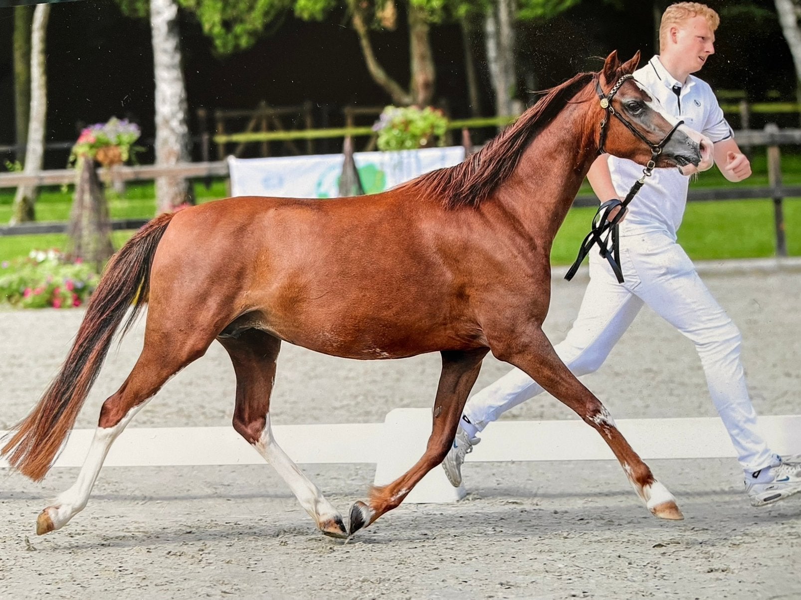 Te koop 2 van onze welsh B Merries, Merrie, Met stamboom, 3 tot 6 jaar, C pony (1.27m tot 1.37m)