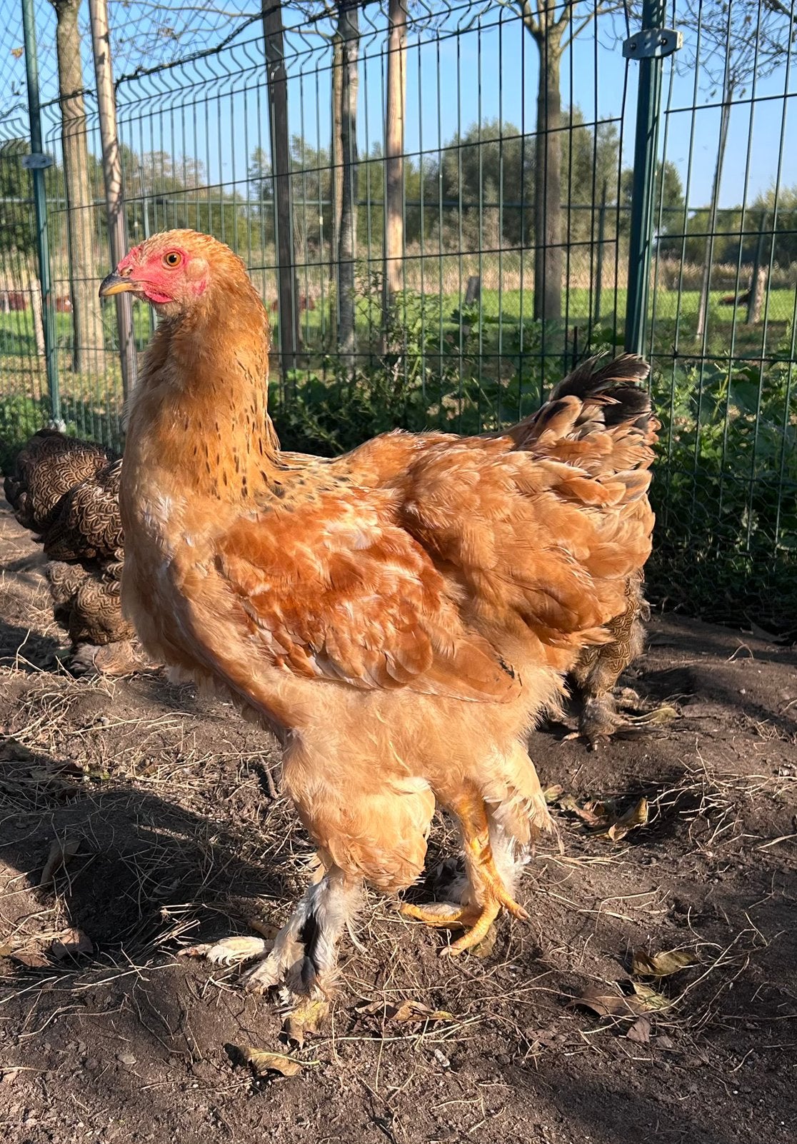 Brahma haan, buff columbia, mei geboren, Mannelijk, Kip