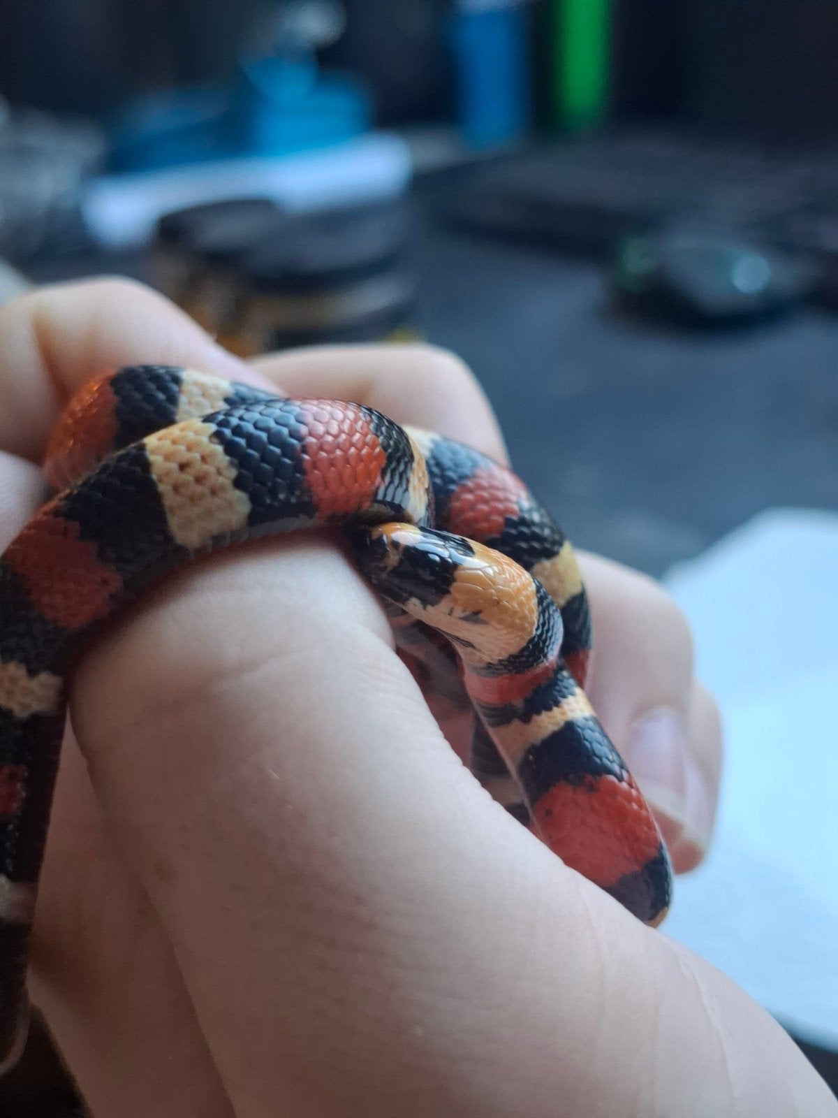 melkslang l. campbelli Milk Snake photo 6