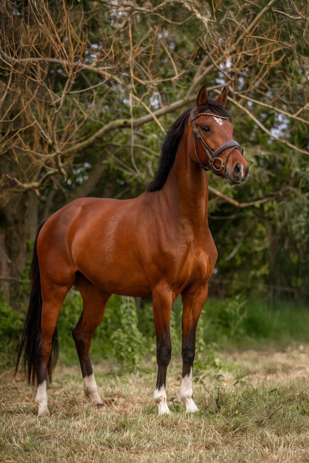 merrie 3 jaar. for ferrero x ferdeaux, Merrie, Met stamboom, Dressuurpaard, 3 tot 6 jaar