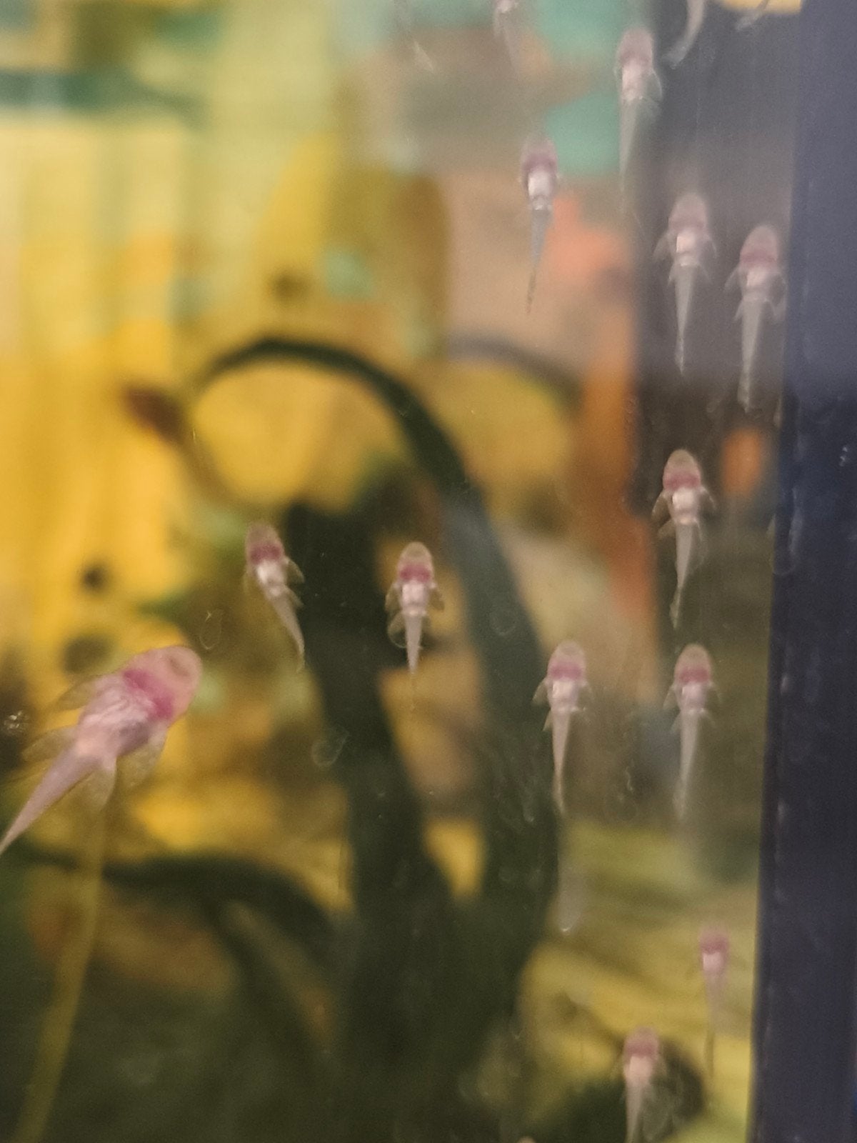 Baby ancistrus gold albino algeneters, Vis, Zoetwatervis