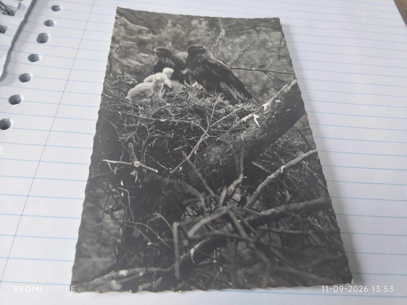 Zeldzame foto buizerdpaar met jongen op horst - ANSICHKAART., Ophalen of Verzenden, 1940 tot 1960, Ongelopen, Natuur