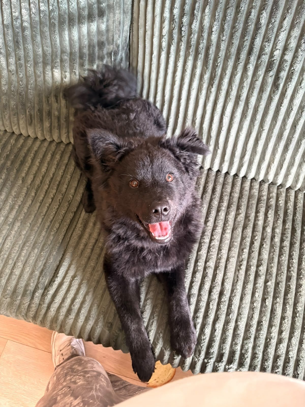 Chow Chow wetterhoun zoek nieuw huisje, 15 weken tot 1 jaar, Teef, Eén hond, Middel