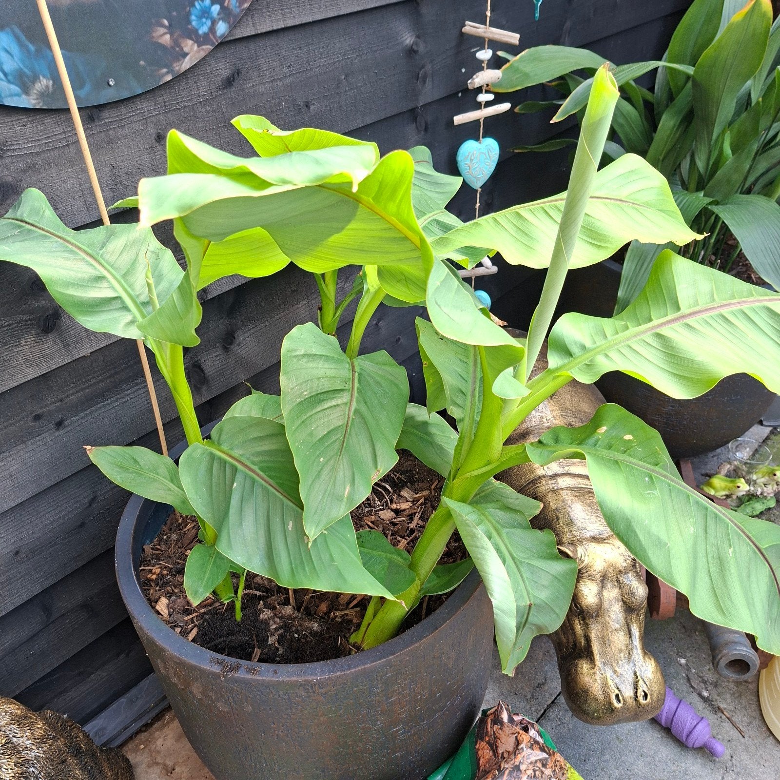 bananenplant musa basjoo, Tuin en Terras, Ophalen, Overige soorten, Volle zon