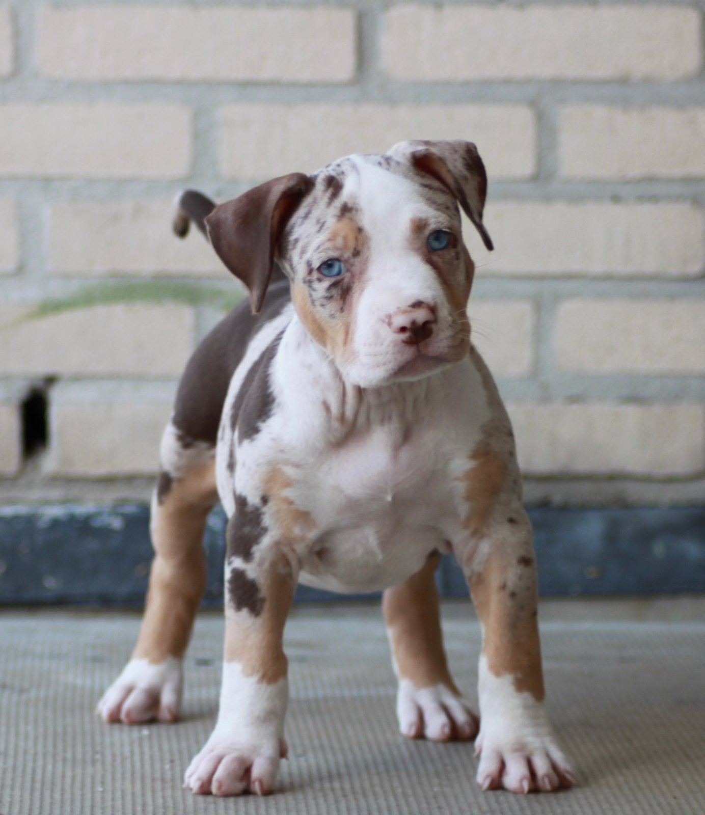 American Bully XL - Tri color - Merle - Fawn - Choco, Parvo, Overige rassen, 8 tot 15 weken, Meerdere