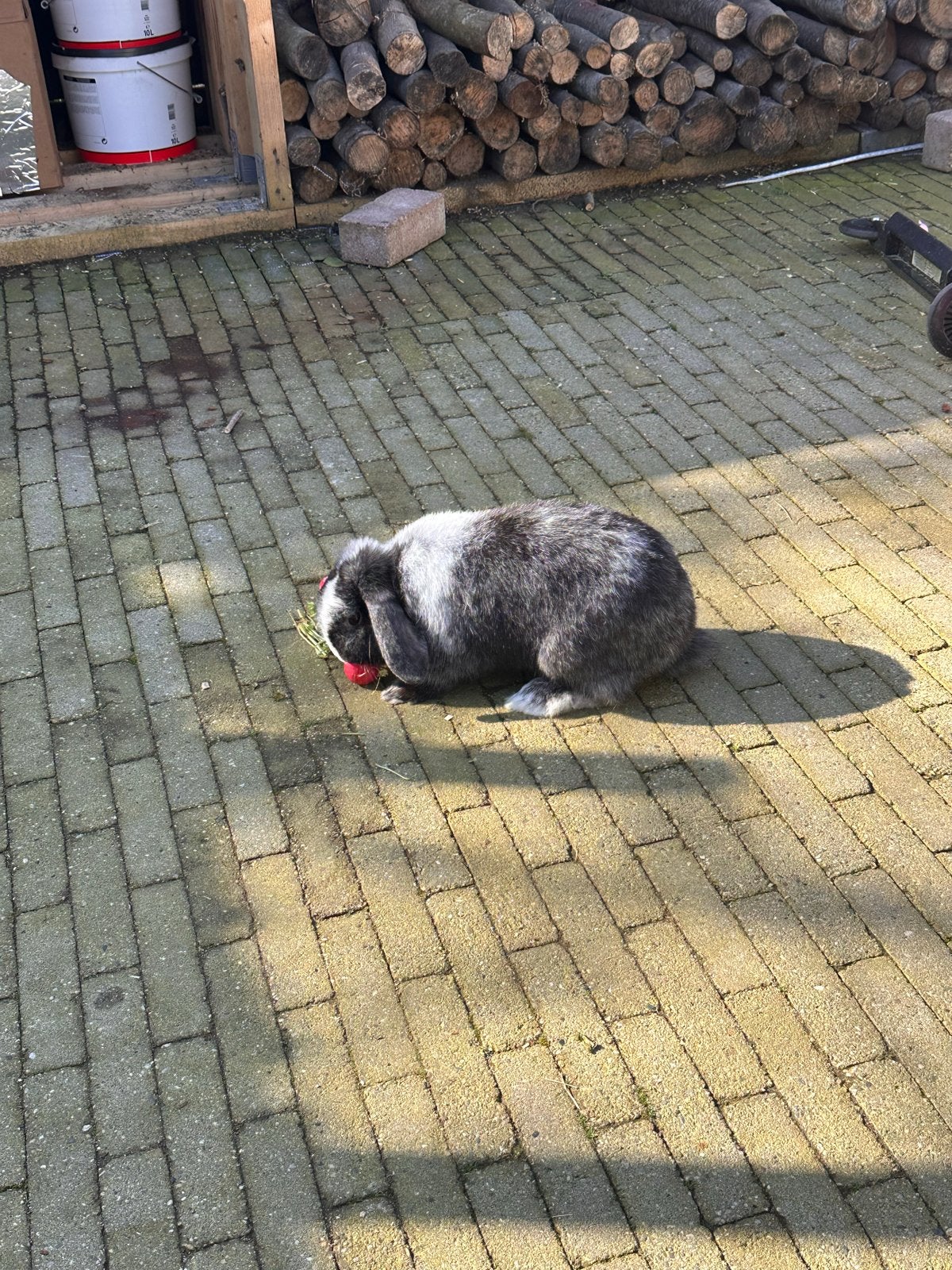 Konijn, Mannelijk, Middelgroot