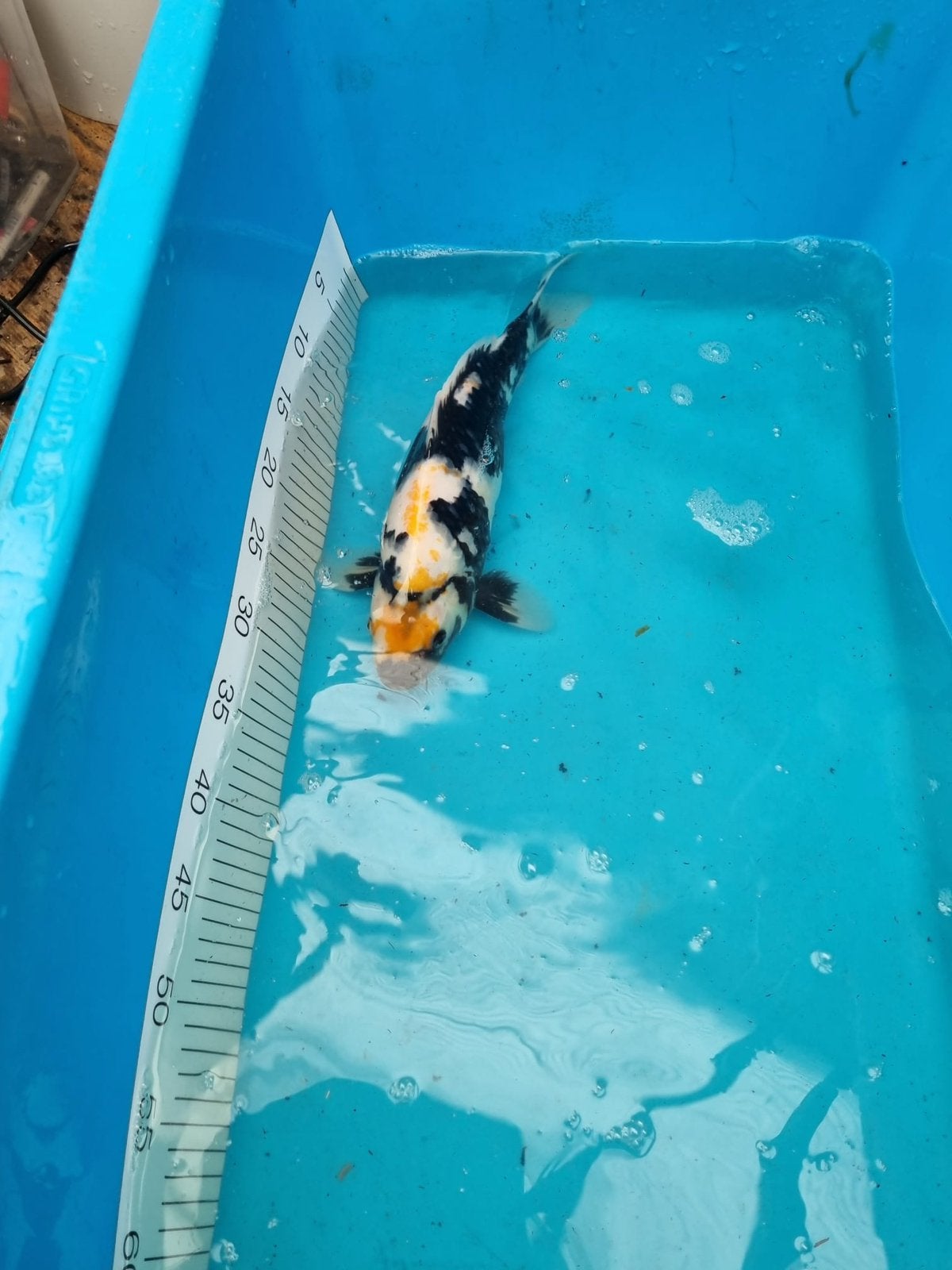 Te koop japanse koi shiro utsuri 37cm, Dieren en Toebehoren, Karper of Koi