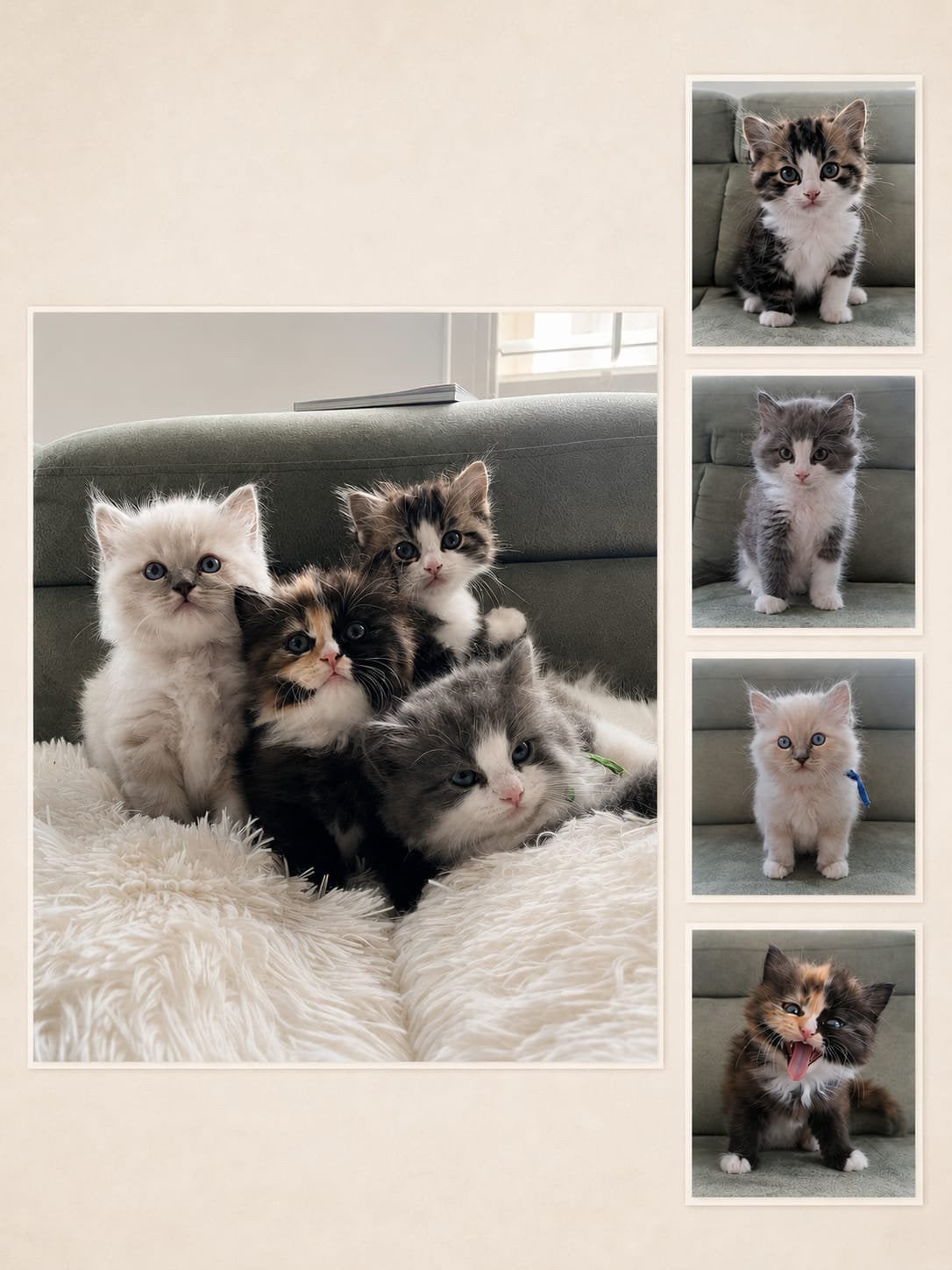 Knappe fluffy Ragdoll kittens met stamboom, Meerdere dieren, Met stamboom, 0 tot 2 jaar