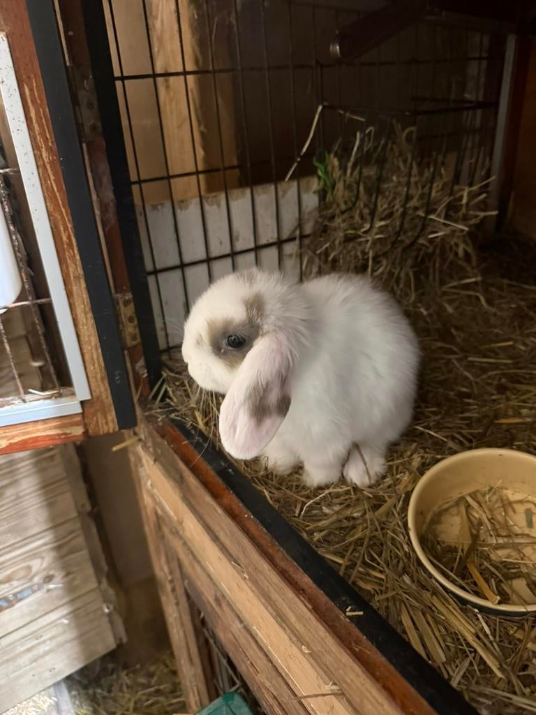 Schitterende Ned.Hangoor Dwergkonijntjes/Minilop te koop!, Dieren en Toebehoren, Konijnen, Meerdere dieren, Dwerg, Hangoor, 0 tot 2 jaar
