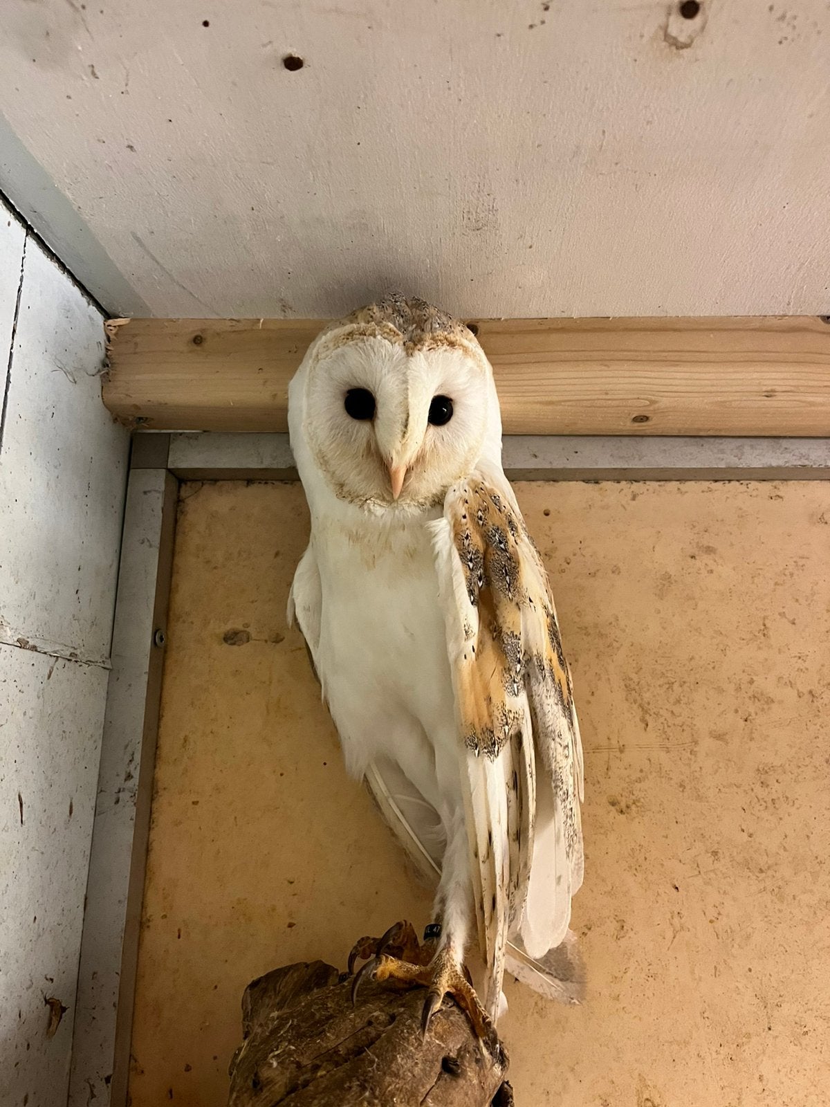 Split Kerkuil, Geslacht onbekend, Roofvogel