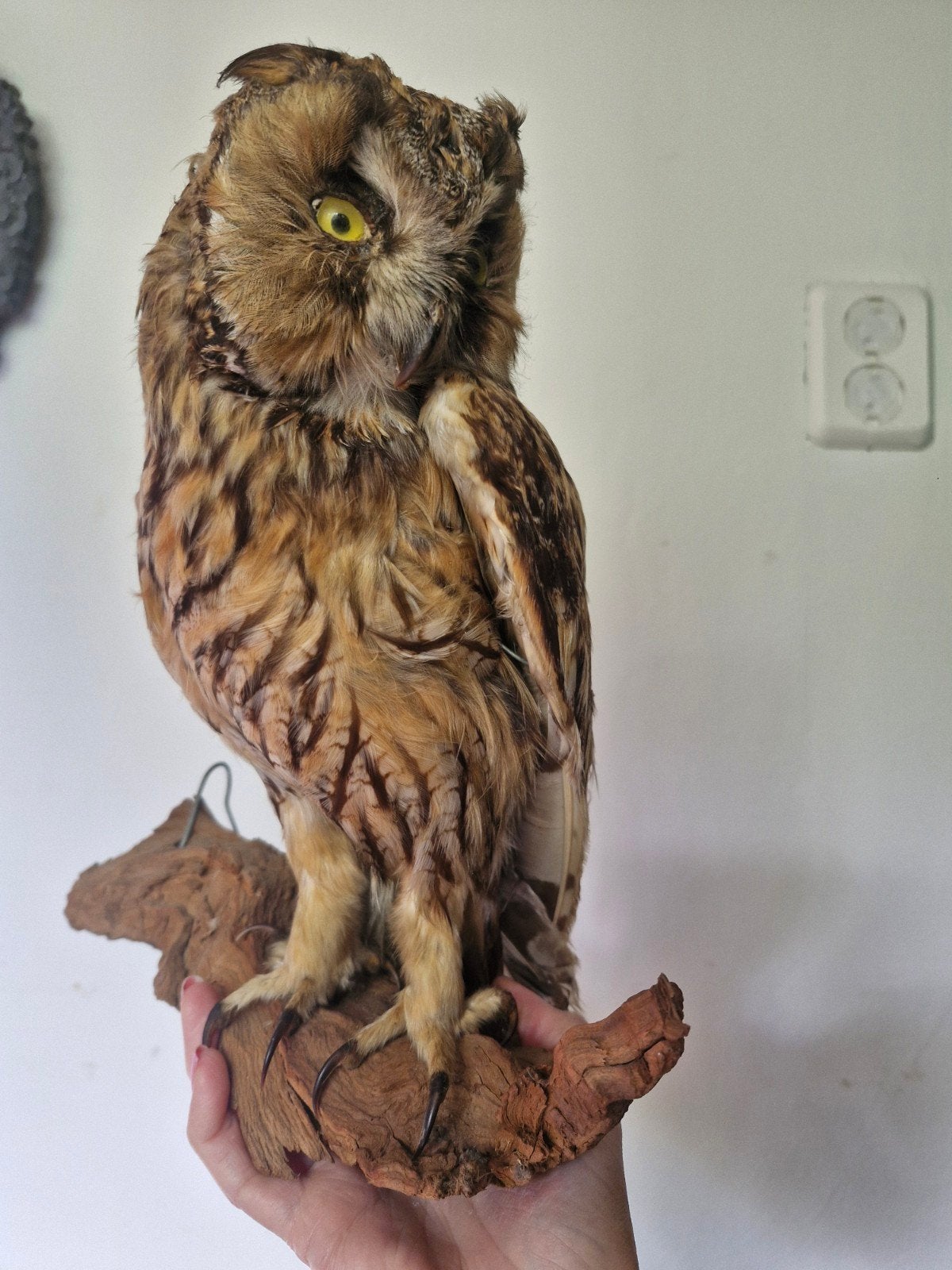 Opgezette ransuil en lepelaar - Unieke decoratie, Verzamelen, Dierenverzamelingen, Opgezet dier, Vogel, Ophalen of Verzenden