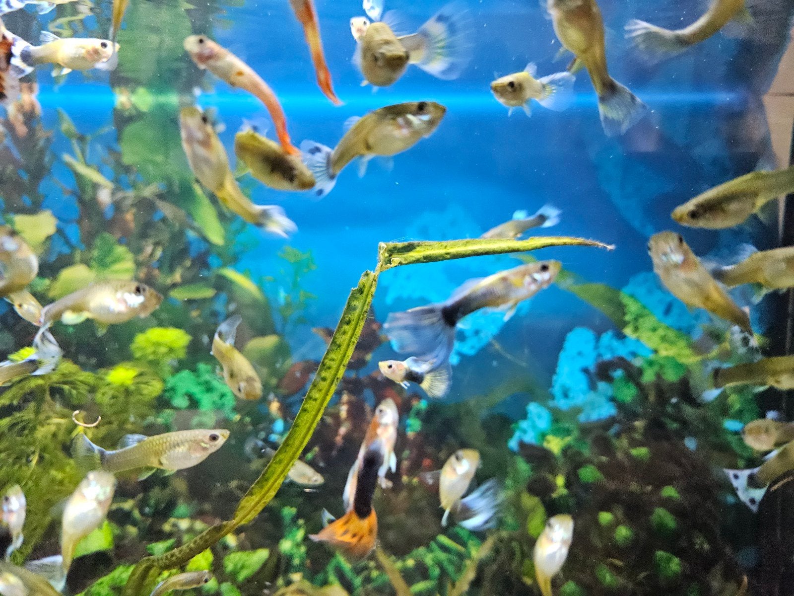 guppies, Dieren en Toebehoren, Vissen | Aquariumvissen, Vis, Zoetwatervis, Schoolvis