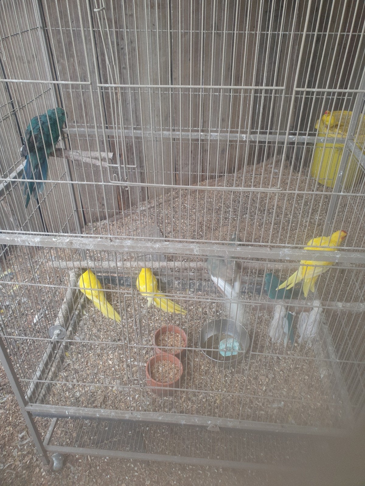 Te koop kakariki's, Dieren en Toebehoren, Meerdere dieren, Parkiet